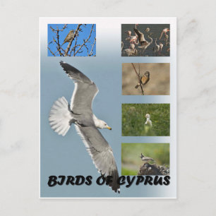 Birds of Cyprus postcard