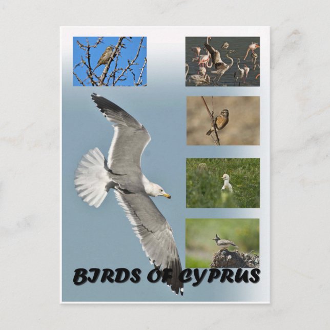 Birds of Cyprus postcard (Front)