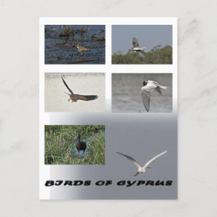 birds of cyprus postcard
