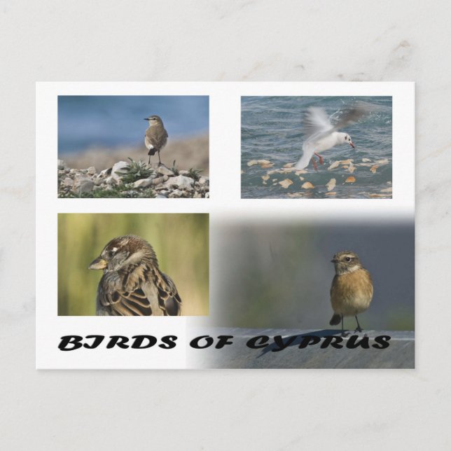 Birds of Cyprus postcard (Front)