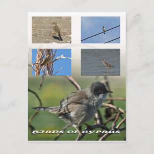Birds of Cyprus postcard
