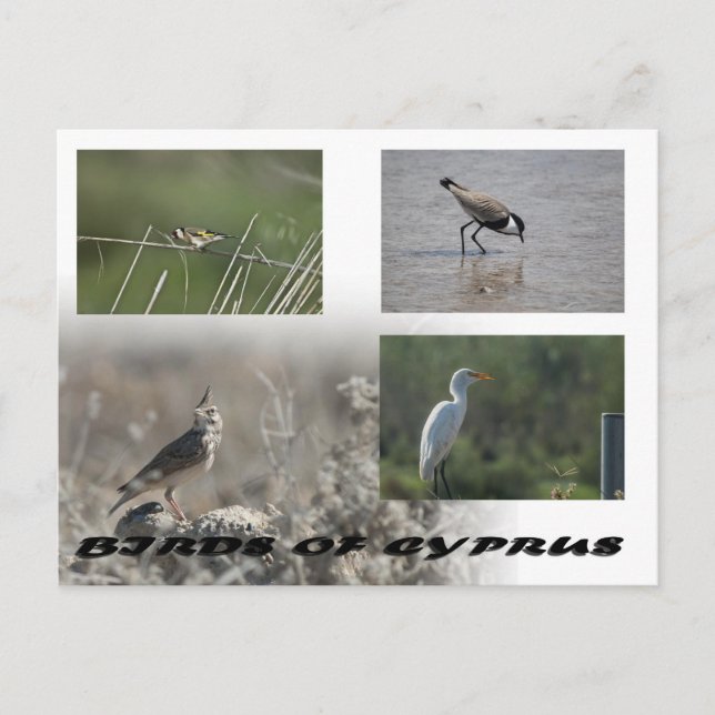 Birds of Cyprus postcard (Front)