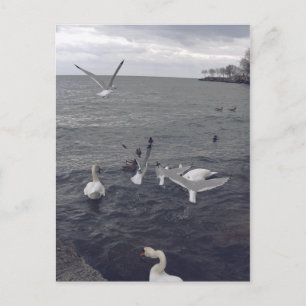 Birds of Lake Ontario Postcard