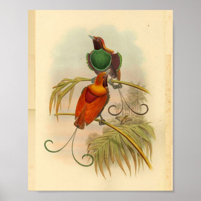 Birds of Paradise Bird Green Red Vintage Print (Front)