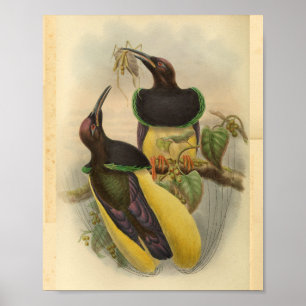 Birds of Paradise Bird Green Yellow Vintage Print