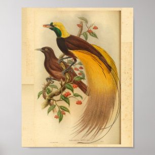 Birds of Paradise Green Yellow Vintage Print
