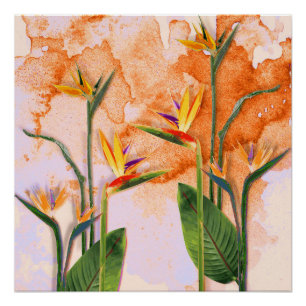 Birds of Paradise in Bloom Poster