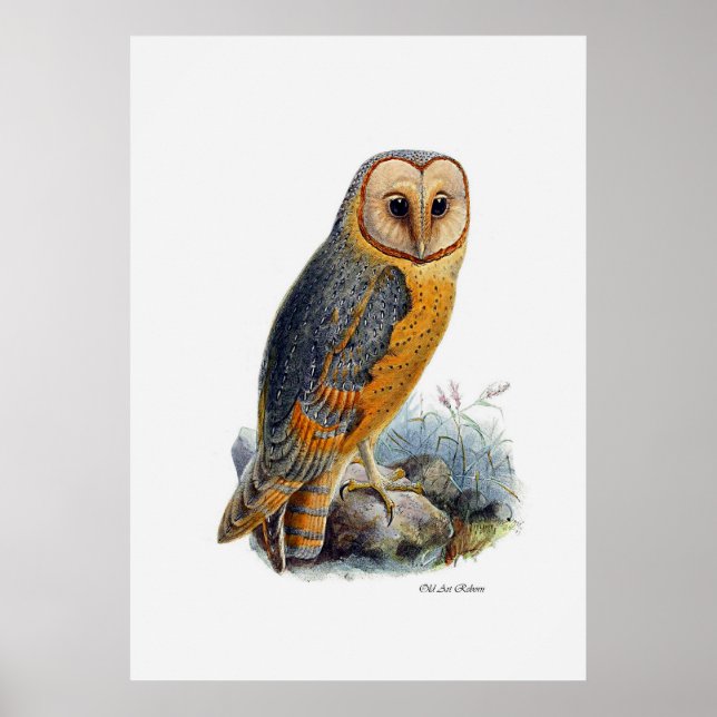 Birds Of Prey ~ Barn Owl Poster (Front)