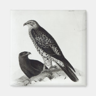 Birds of Prey Magnet