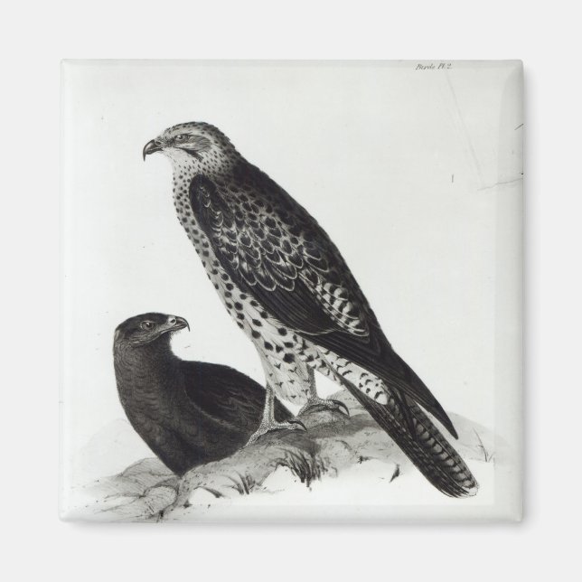 Birds of Prey Magnet (Front)