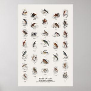 Birds of Prey - Naturalist's Library Poster