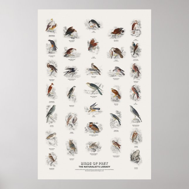 Birds of Prey - Naturalist's Library Poster (Front)