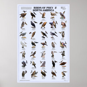 Birds of Prey – North America  Poster