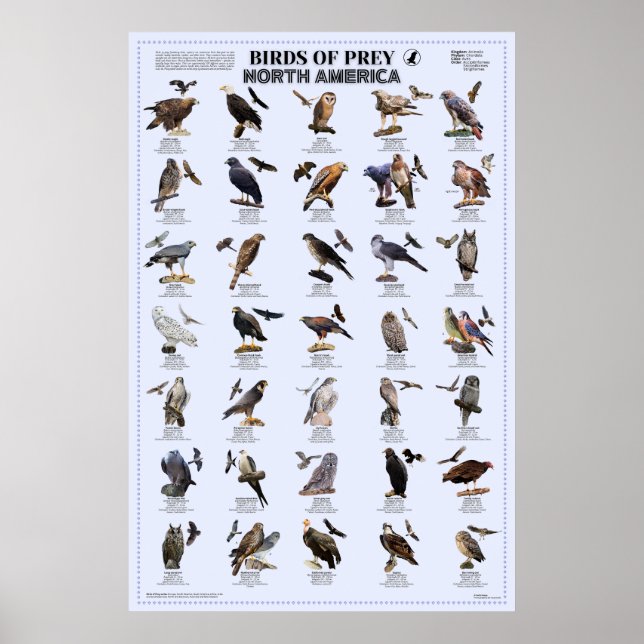 Birds of Prey – North America  Poster (Front)