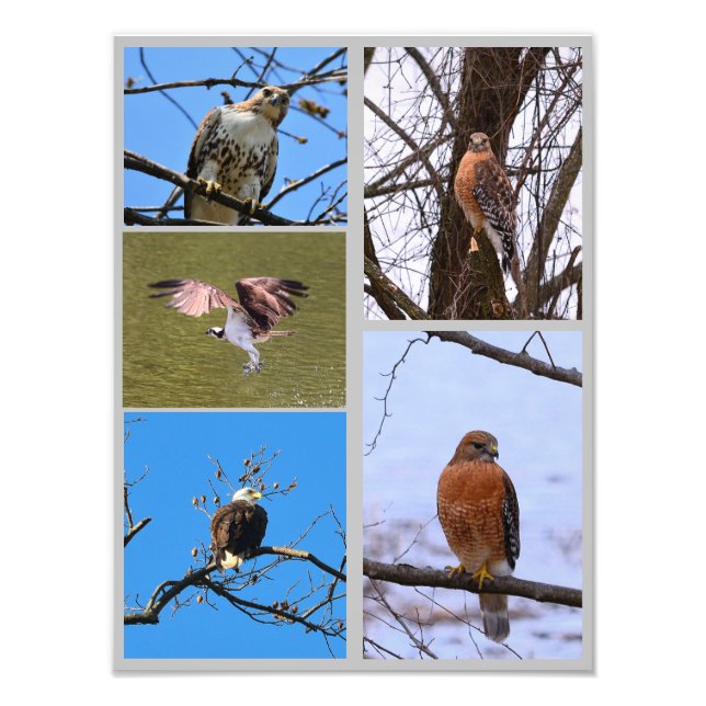 Birds of prey photo collage print (Front)