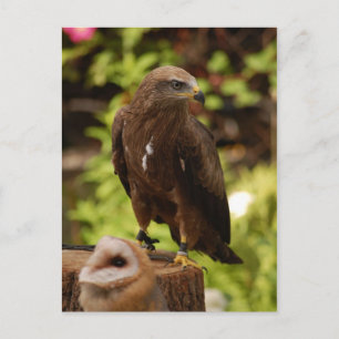 Birds of prey postcard