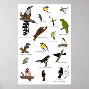Birds of Puerto Rico Poster