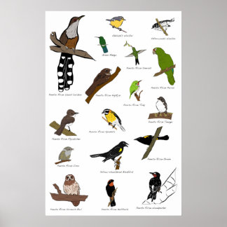 Birds of Puerto Rico Poster