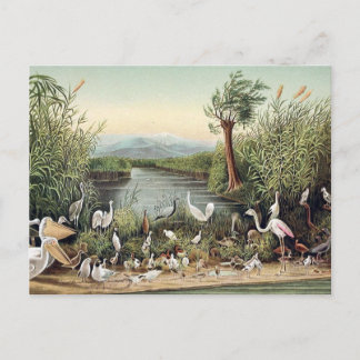 Birds of the Caucasus Postcard