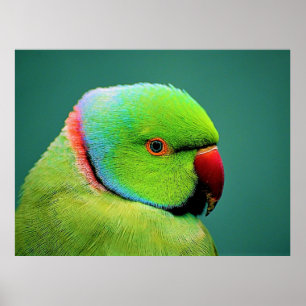 Birds of the World Indian Ring-necked Parrot Poster