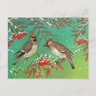 Birds of Winter Postcard