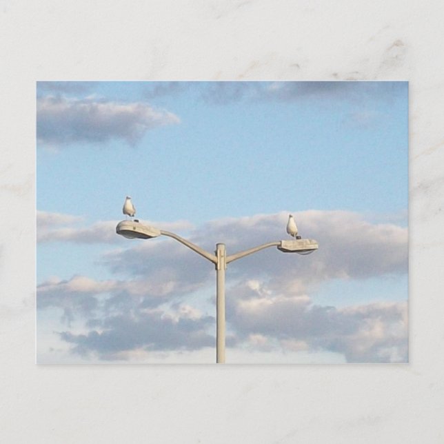 Birds on a Lamp Post Postcard (Front)