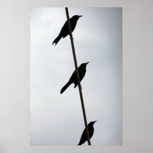 Birds on a wire birds in a row poster photograph