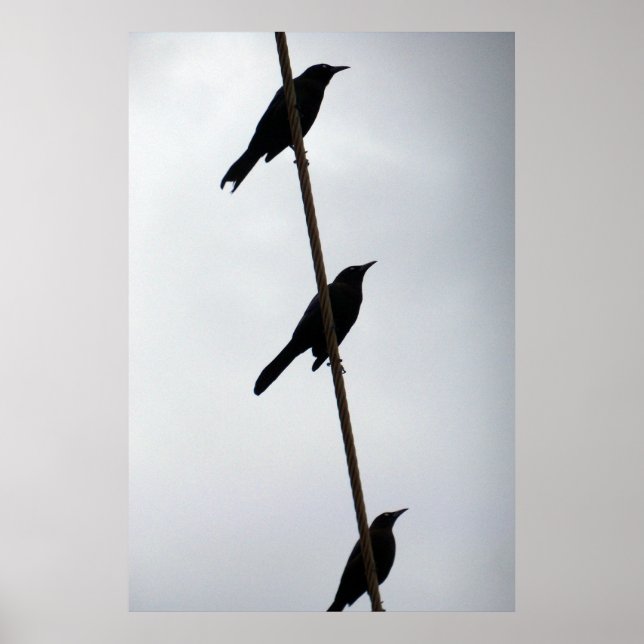 Birds on a wire birds in a row poster photograph (Front)