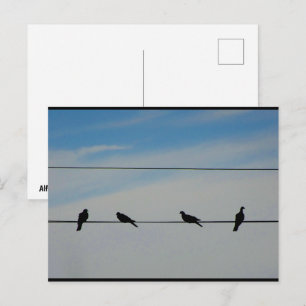 Birds on a Wire Postcard