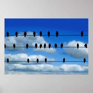 Birds On A Wire Poster