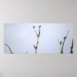 Birds on Branches Poster