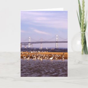 Birds on Chesapeake Bay Card