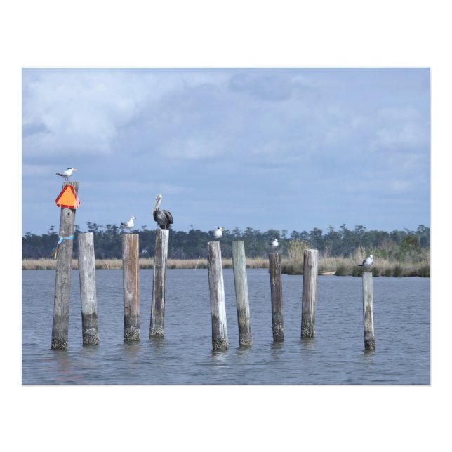 Birds on Posts in Lake Photo Print (Front)