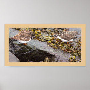 Birds on Rocks Photo Poster