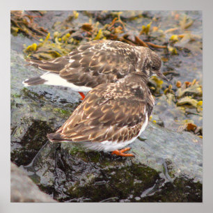 Birds on Rocks Photo Poster