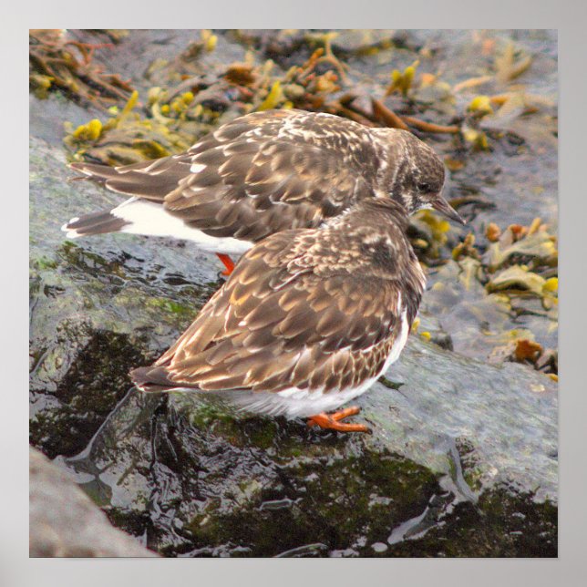 Birds on Rocks Photo Poster (Front)