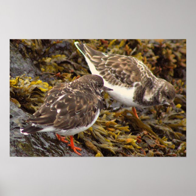 Birds on Rocks Photo Poster (Front)