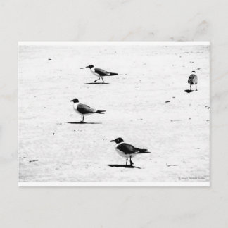 "Birds on South African Beach" JTG Art Postcard