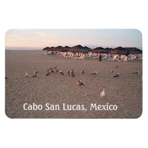 Birds on the beach in Cabo Magnet