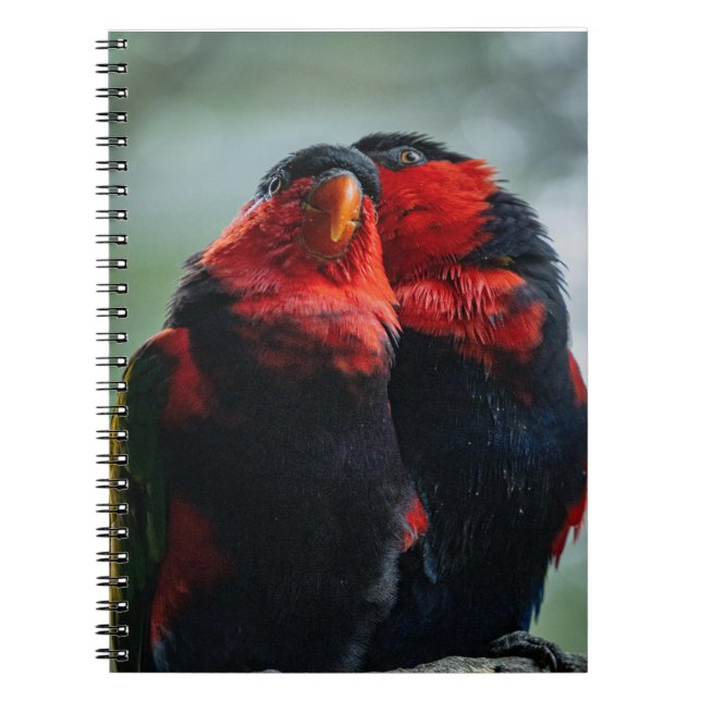 Birds, Parrots, Ornithology Notebook (Front)