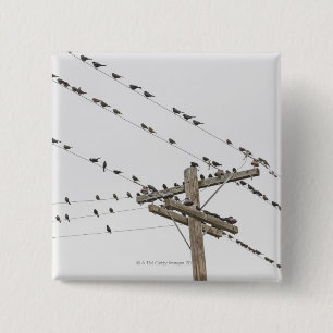 Birds perched on wires 15 cm square badge