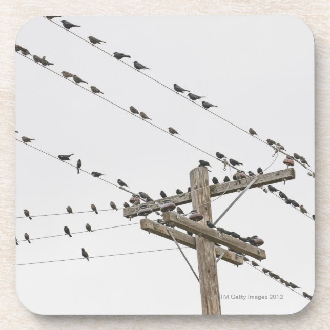 Birds perched on wires coaster (Front)