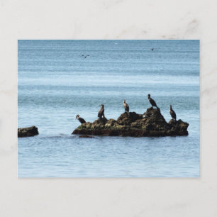 Birds Postcard