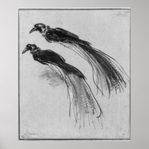 Birds Poster