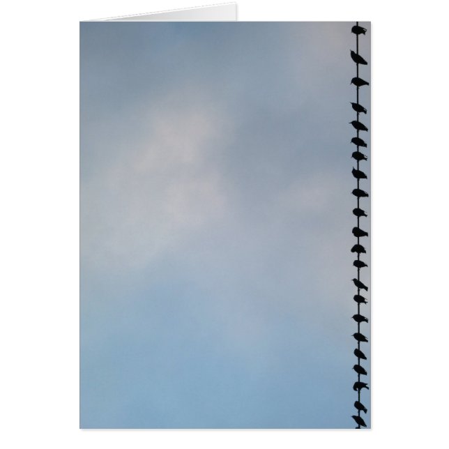 Birds, San Francisco (Front)