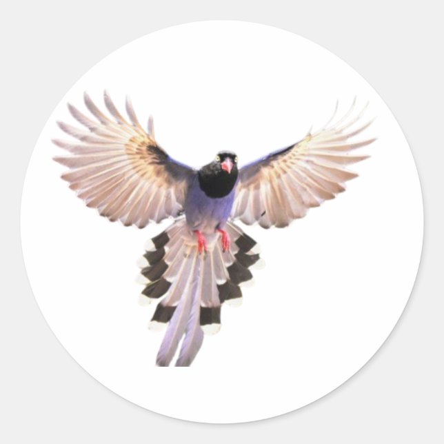 Birds stickers (Front)