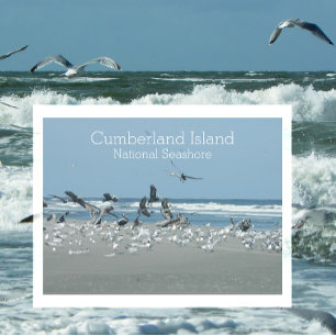 Birds Surf, Cumberland Island National Seashore,  Postcard