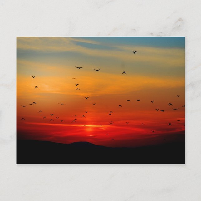 Birds Take Flight at Sunset, picturesque photo, Postcard (Front)