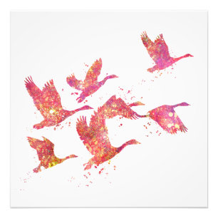 Birds Wild Forest Nature World Earth Flight Photo Print