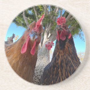 Birds with Attitude Sandstone Coaster